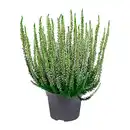 Bild 2 von GARDENLINE Besenheide (Calluna vulgaris)