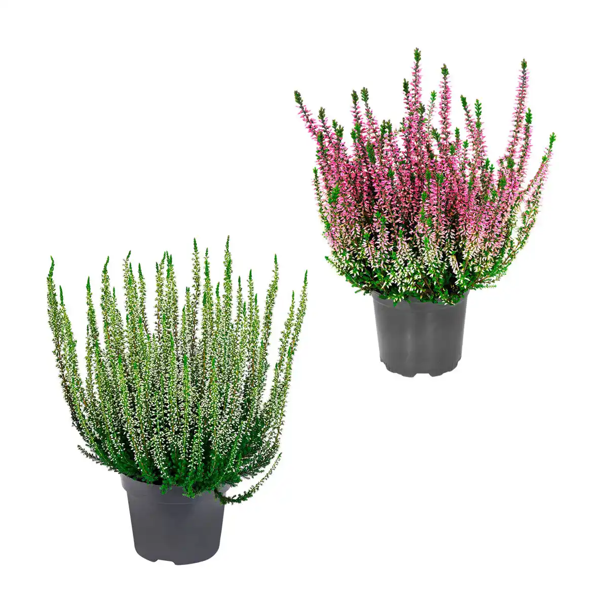 Bild 1 von GARDENLINE Besenheide (Calluna vulgaris)