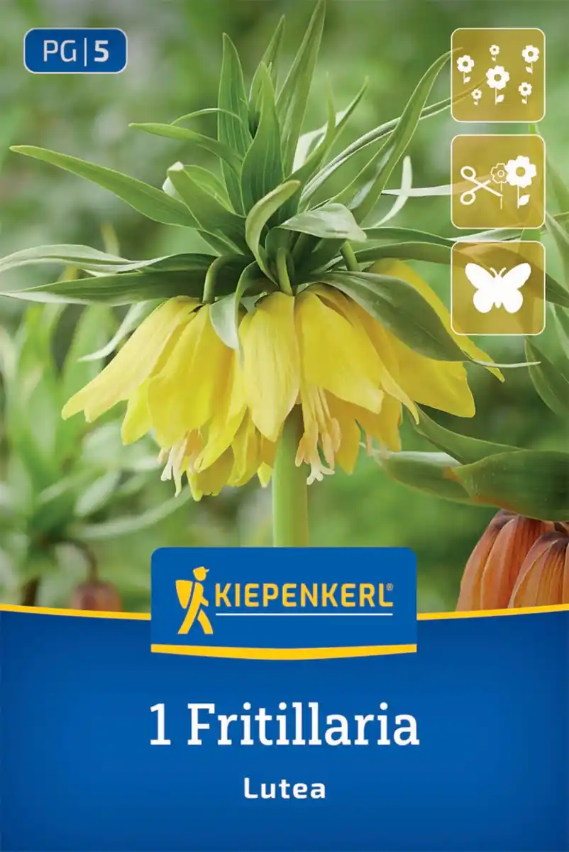 Bild 1 von Kiepenkerl Kaiserkrone Lutea gelb 1 Stück