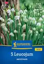 Bild 1 von Kiepenkerl Herbstblumenzwiebel Sommerknotenblume 5 Stück