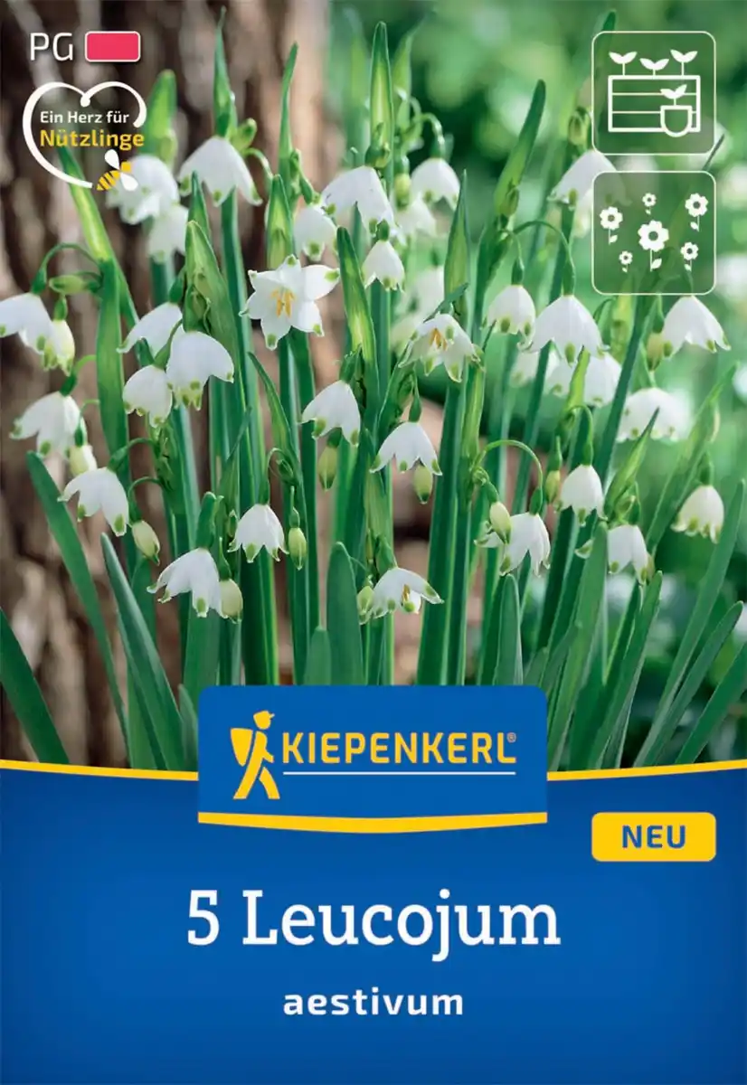 Bild 1 von Kiepenkerl Herbstblumenzwiebel Sommerknotenblume 5 Stück