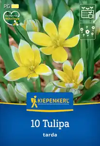 Kiepenkerl Herbstblumenzwiebel Wildtulpe Tulipa tarda 10 Stück