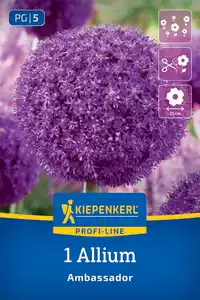 Kiepenkerl Herbstblumenzwiebel Zierlauch Allium Ambassador 1 Stück