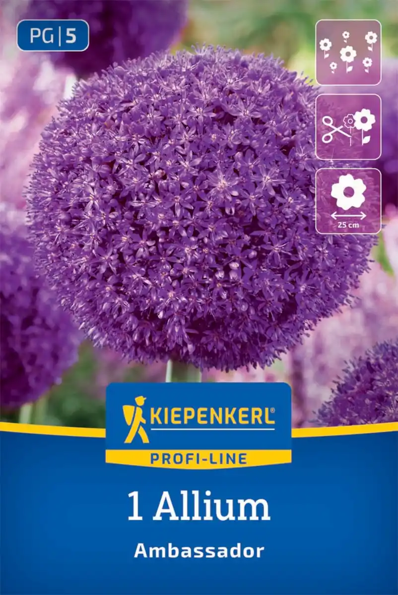 Bild 1 von Kiepenkerl Herbstblumenzwiebel Zierlauch Allium Ambassador 1 Stück