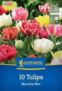 Kiepenkerl Herbstblumenzwiebel Tulpe Murillo Mix 10 Stück