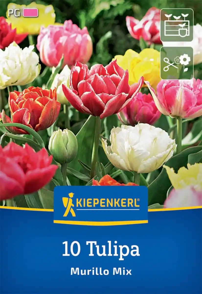 Bild 1 von Kiepenkerl Herbstblumenzwiebel Tulpe Murillo Mix 10 Stück