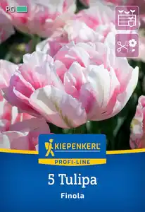 Kiepenkerl Herbstblumenzwiebel Profi-Line Tulpe Finola 5 Stück