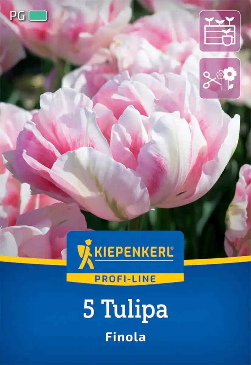 Bild 1 von Kiepenkerl Herbstblumenzwiebel Profi-Line Tulpe Finola 5 Stück