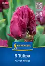 Bild 1 von Kiepenkerl Herbstblumenzwiebel Papagei-Tulpe Parrot Prince 5 Stück