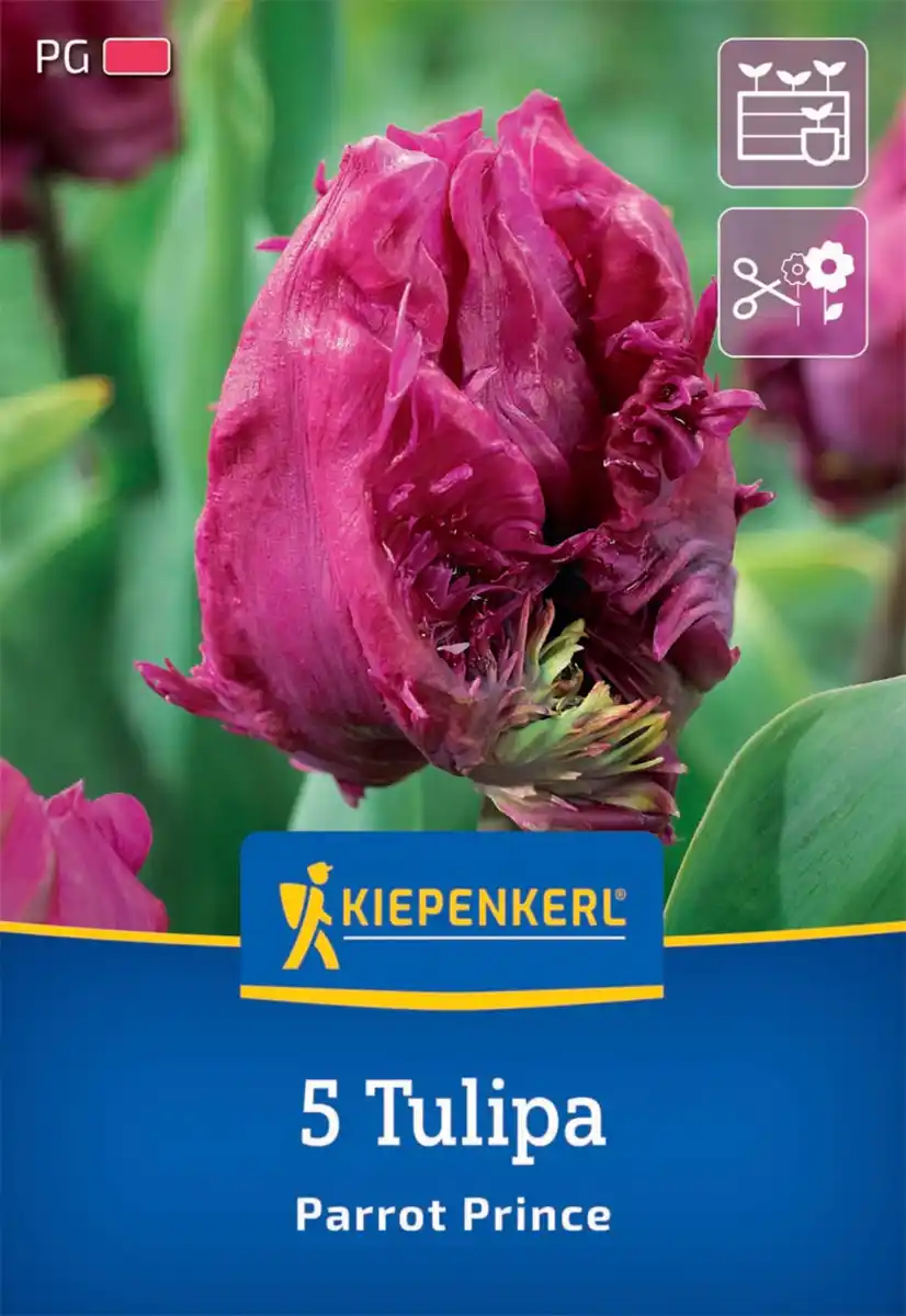 Bild 1 von Kiepenkerl Herbstblumenzwiebel Papagei-Tulpe Parrot Prince 5 Stück