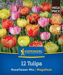 Kiepenkerl Herbstblumenzwiebelmischung Mega-Pack Gefüllte Späte Rosentulpen 12 Stück