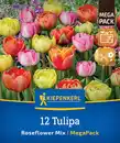 Bild 1 von Kiepenkerl Herbstblumenzwiebelmischung Mega-Pack Gefüllte Späte Rosentulpen 12 Stück