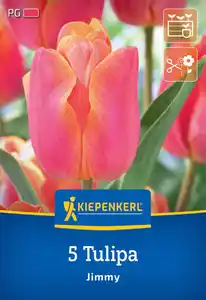 Kiepenkerl Herbstblumenzwiebel Triumph-Tulpe Jimmy 5 Stück