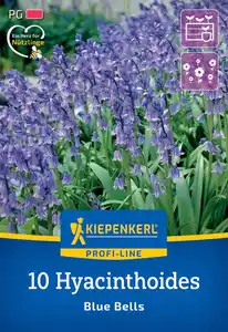 Kiepenkerl Herbstblumenzwiebel Profi-Line Hasenglöckchen Blue Bells 10 Stück