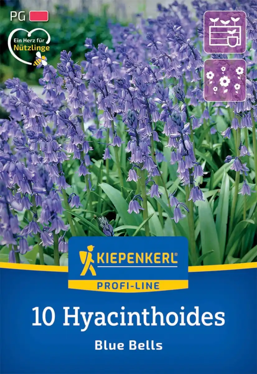 Bild 1 von Kiepenkerl Herbstblumenzwiebel Profi-Line Hasenglöckchen Blue Bells 10 Stück