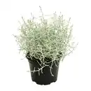 Bild 1 von GARDENLINE Calocephalus
