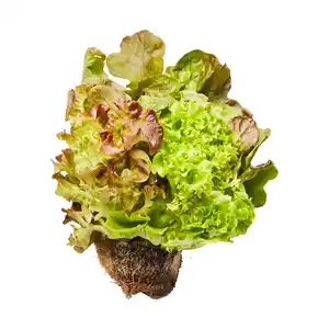 Salat mit Wurzelballen
