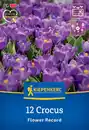 Bild 1 von Kiepenkerl Herbstblumenzwiebel Krokus Flower Record 12 Pflanzen
