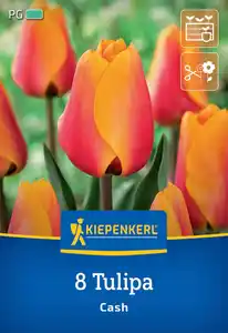 Kiepenkerl Herbstblumenzwiebel Darwin-Hybrid-Tulpe Cash 8 Stück