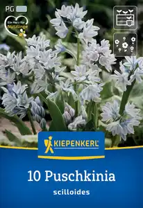 Kiepenkerl Herbstblumenzwiebel Puschkinie 10 Pflanzen