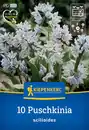 Bild 1 von Kiepenkerl Herbstblumenzwiebel Puschkinie 10 Pflanzen