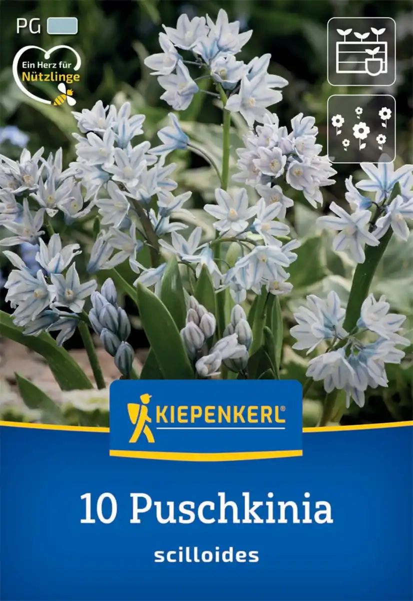 Bild 1 von Kiepenkerl Herbstblumenzwiebel Puschkinie 10 Pflanzen