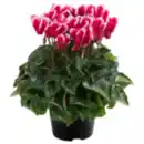 Bild 1 von Premium Alpenveilchen