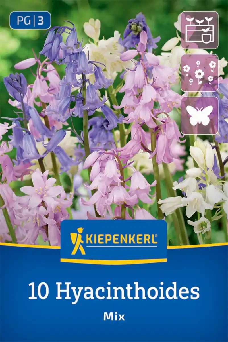 Bild 1 von Kiepenkerl Herbstblumenzwiebel Hasenglöckchen Hyacinthoides hispanica Mischung 10 Stück