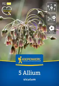 Kiepenkerl Herbstblumenzwiebel Sizilianischer Honiglauch 5 Stück