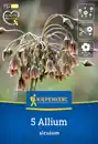 Bild 1 von Kiepenkerl Herbstblumenzwiebel Sizilianischer Honiglauch 5 Stück