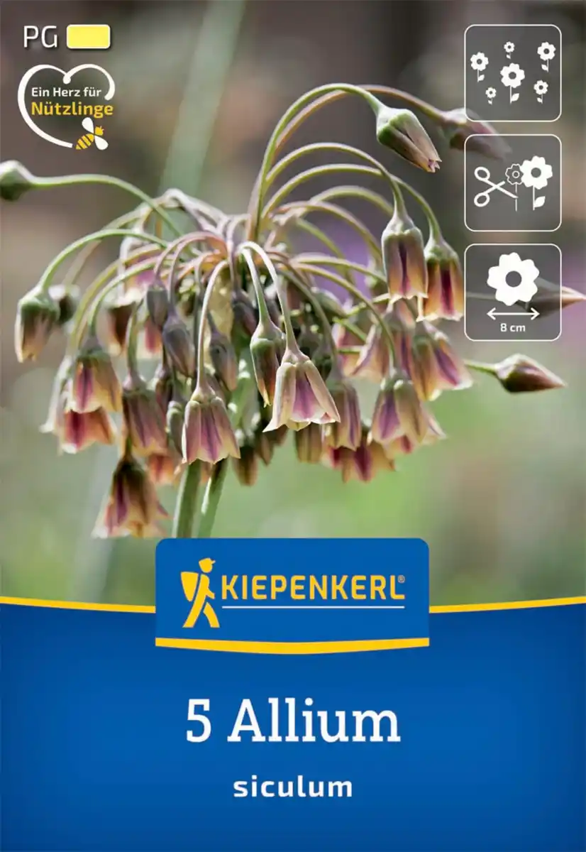 Bild 1 von Kiepenkerl Herbstblumenzwiebel Sizilianischer Honiglauch 5 Stück