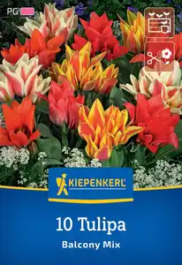 Kiepenkerl Herbstblumenzwiebel Greigii-Tulpe Balkonzauber Mix 10 Stück