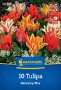 Bild 1 von Kiepenkerl Herbstblumenzwiebel Greigii-Tulpe Balkonzauber Mix 10 Stück