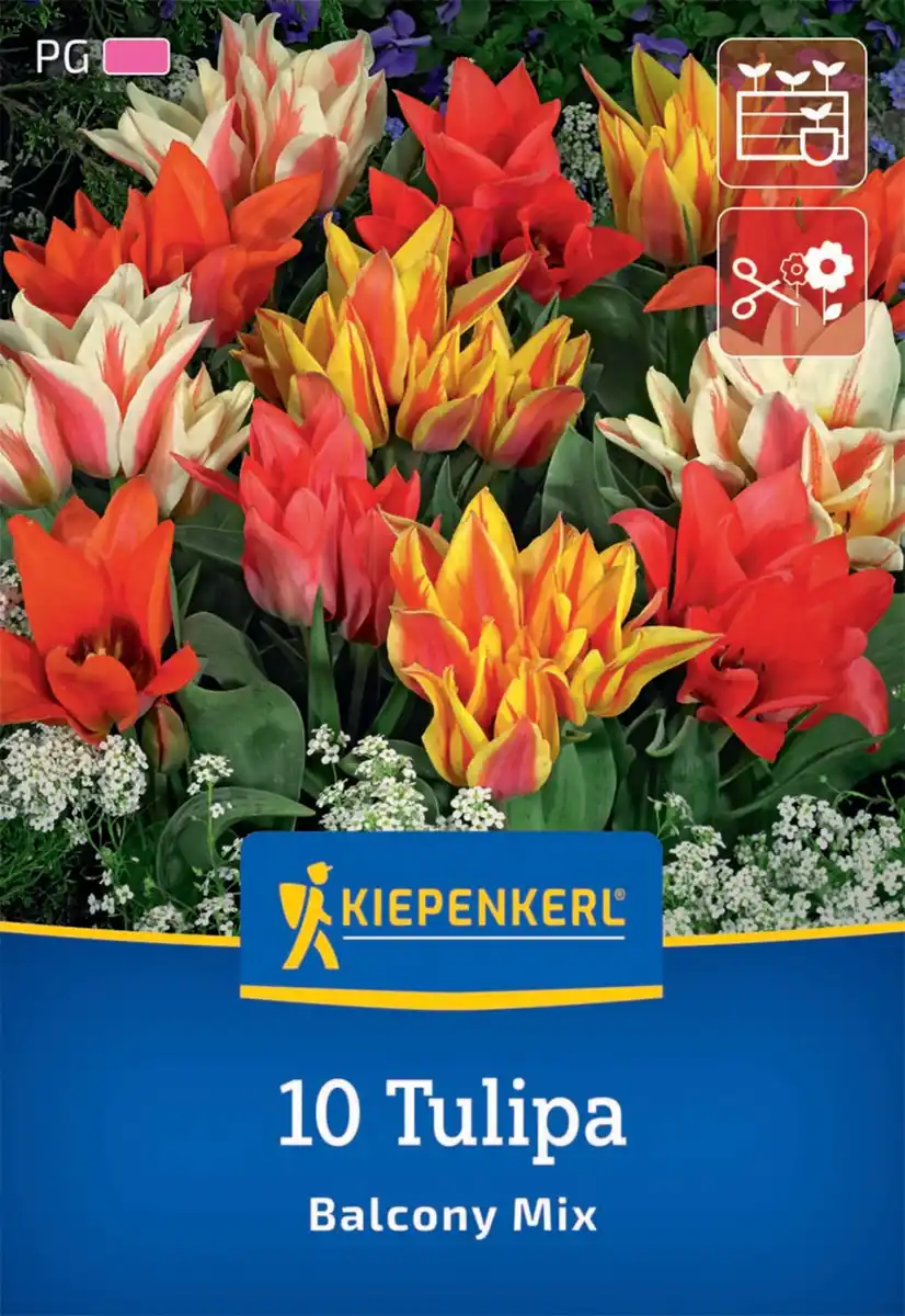 Bild 1 von Kiepenkerl Herbstblumenzwiebel Greigii-Tulpe Balkonzauber Mix 10 Stück