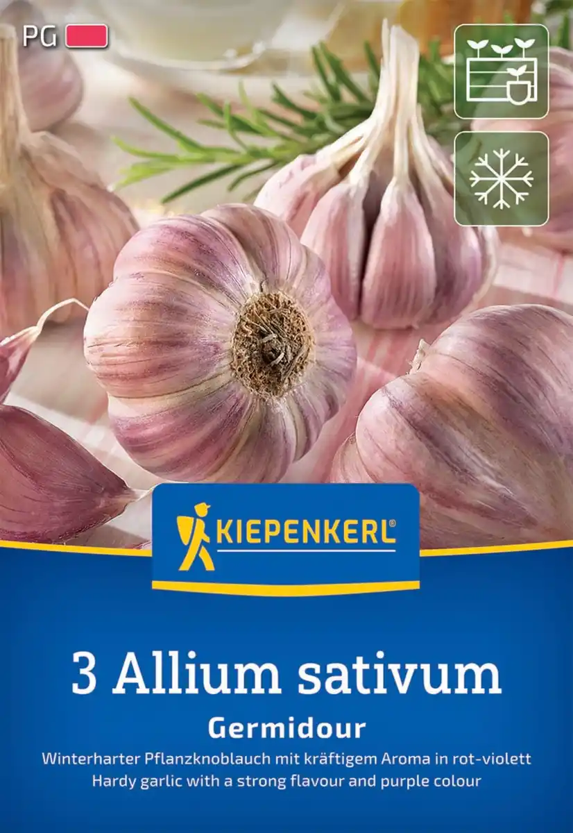 Bild 1 von Kiepenkerl Pflanzgut Winterknoblauch Germidour 3 Stück