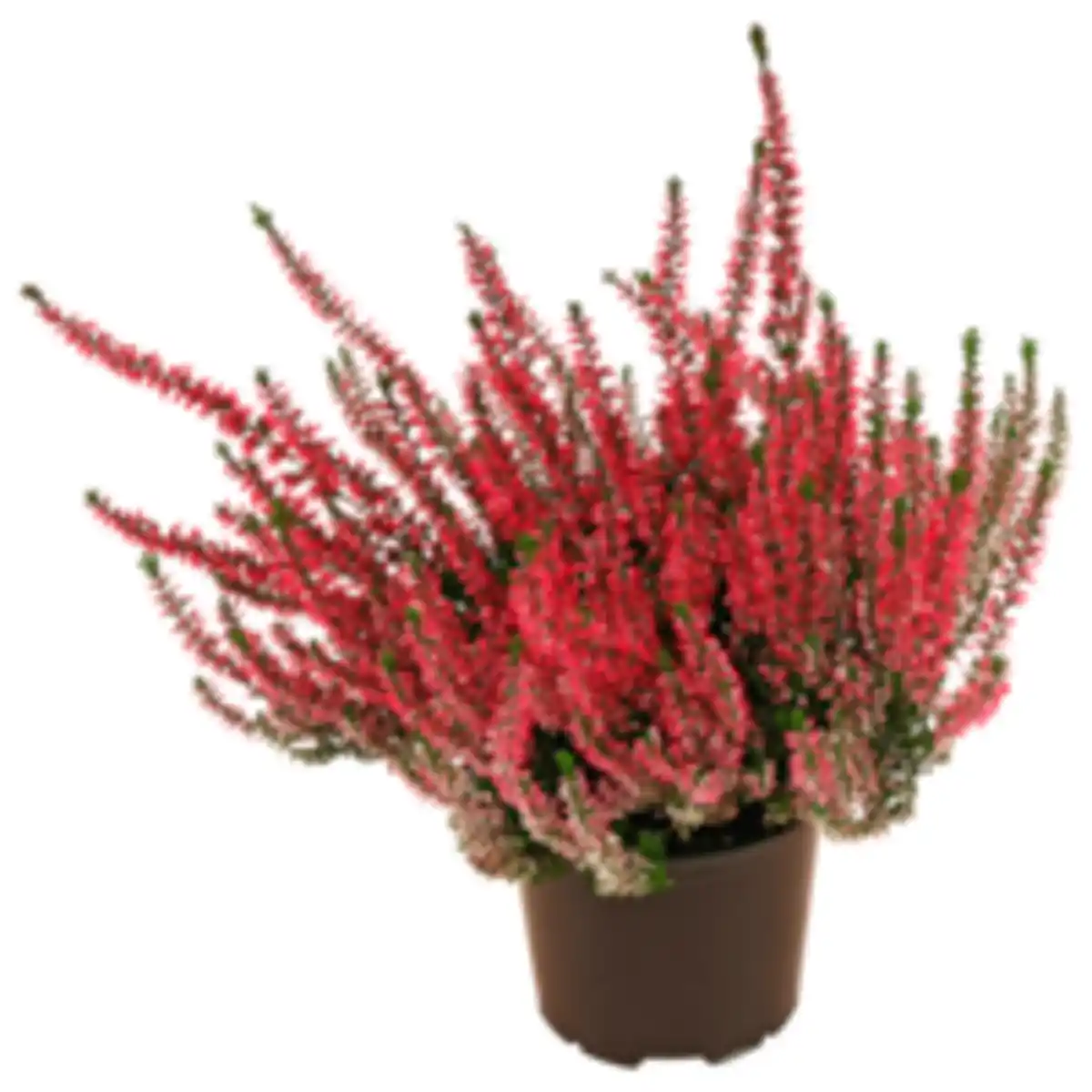 Bild 1 von Besenheide oder REWE Beste Wahl Chrysantheme