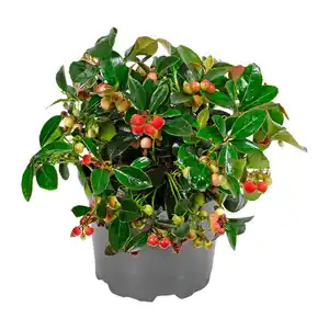 GARDENLINE Gaultherie