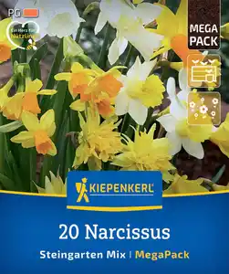 Kiepenkerl Herbstblumenzwiebelmischung Mega-Pack Steingarten-Narzissen 20 Stück