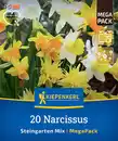 Bild 1 von Kiepenkerl Herbstblumenzwiebelmischung Mega-Pack Steingarten-Narzissen 20 Stück
