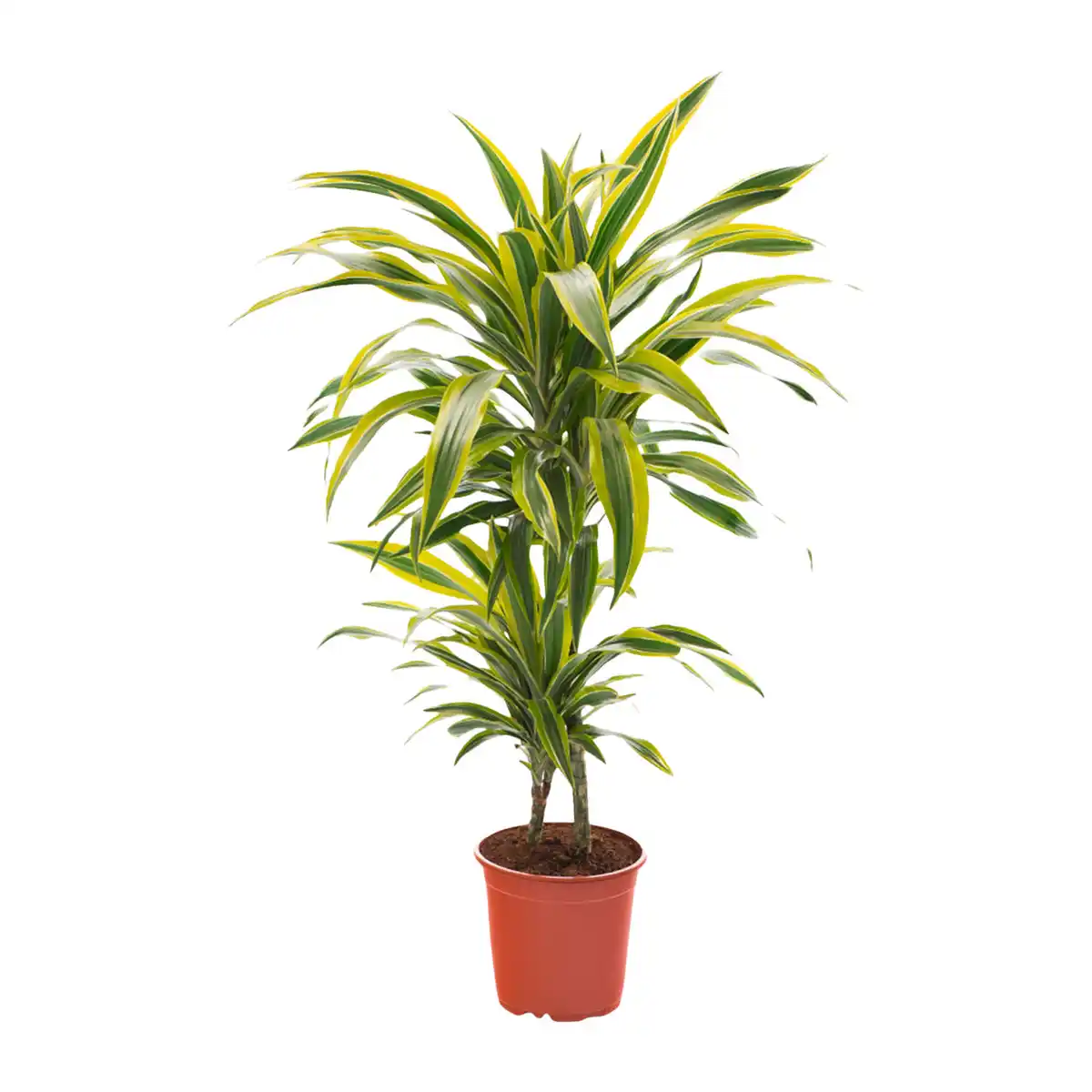 Bild 4 von GARDENLINE Grünpflanze