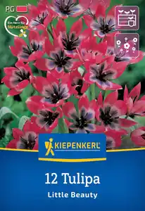 Kiepenkerl Herbstblumenzwiebel Wildtulpe Little Beauty 12 Stück