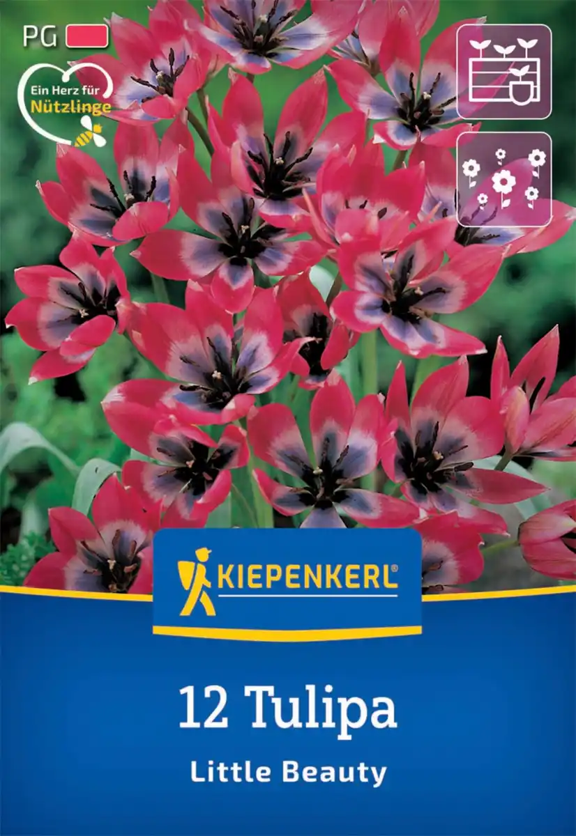 Bild 1 von Kiepenkerl Herbstblumenzwiebel Wildtulpe Little Beauty 12 Stück