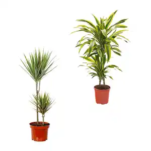 GARDENLINE Grünpflanze