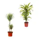 Bild 1 von GARDENLINE Grünpflanze