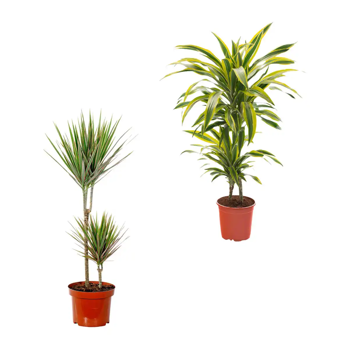 Bild 1 von GARDENLINE Grünpflanze