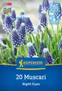 Bild 1 von Kiepenkerl Herbstblumenzwiebel Traubenhyazinthe Night Eyes 20 Stück