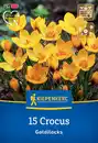 Bild 1 von Kiepenkerl Herbstblumenzwiebel Krokus Goldilocks 15 Pflanzen