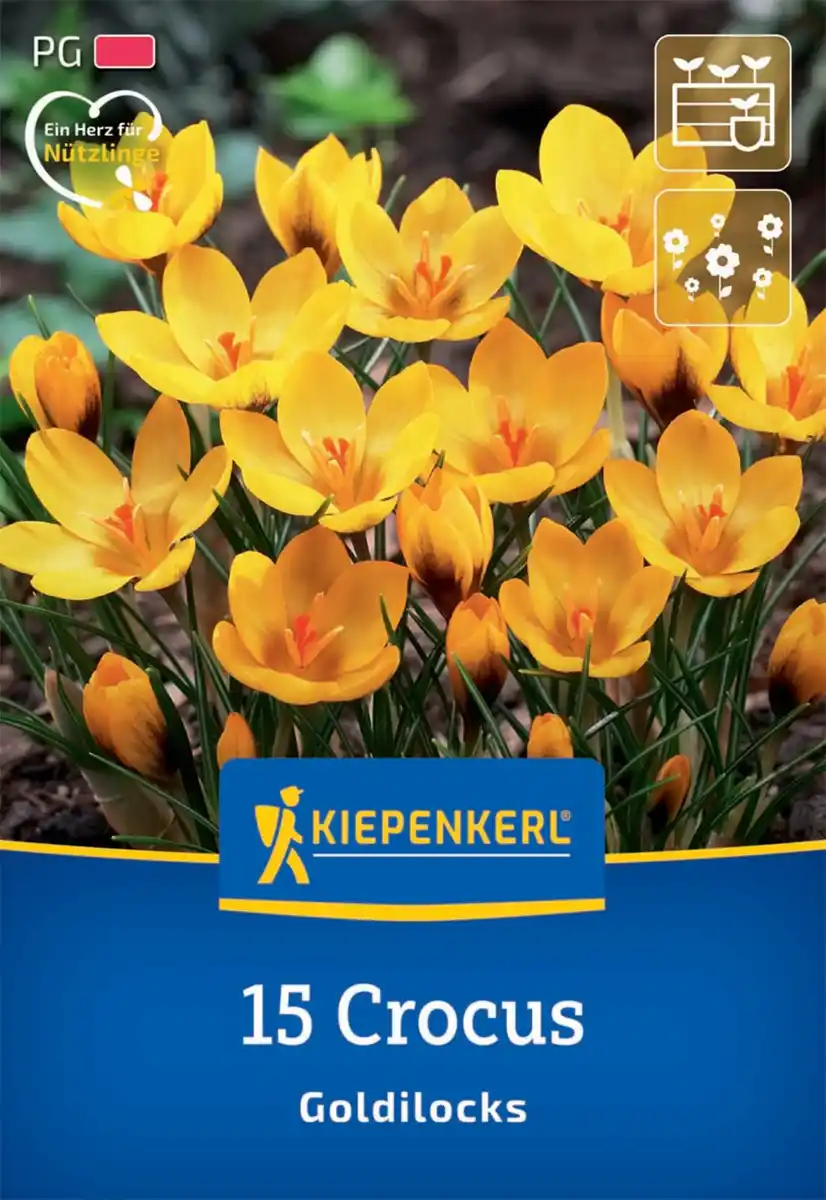 Bild 1 von Kiepenkerl Herbstblumenzwiebel Krokus Goldilocks 15 Pflanzen