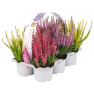 Besenheide »Beauty Ladies® Starlight«