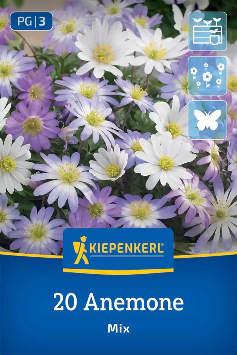 Bild 1 von Kiepenkerl Herbstblumenzwiebel Anemonen Anemone blanda Mischung 20 Stück